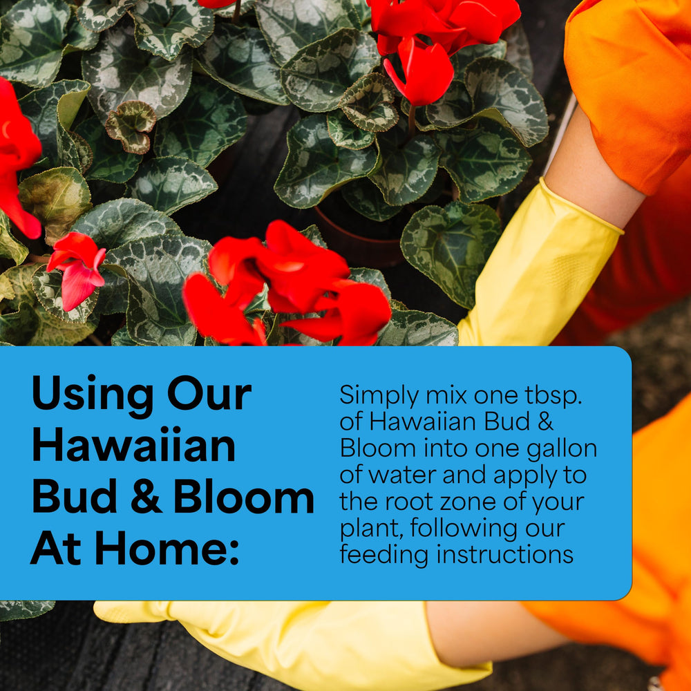 Close-up of Grow More Hawaiian Bud and Bloom Fertilizer powder
