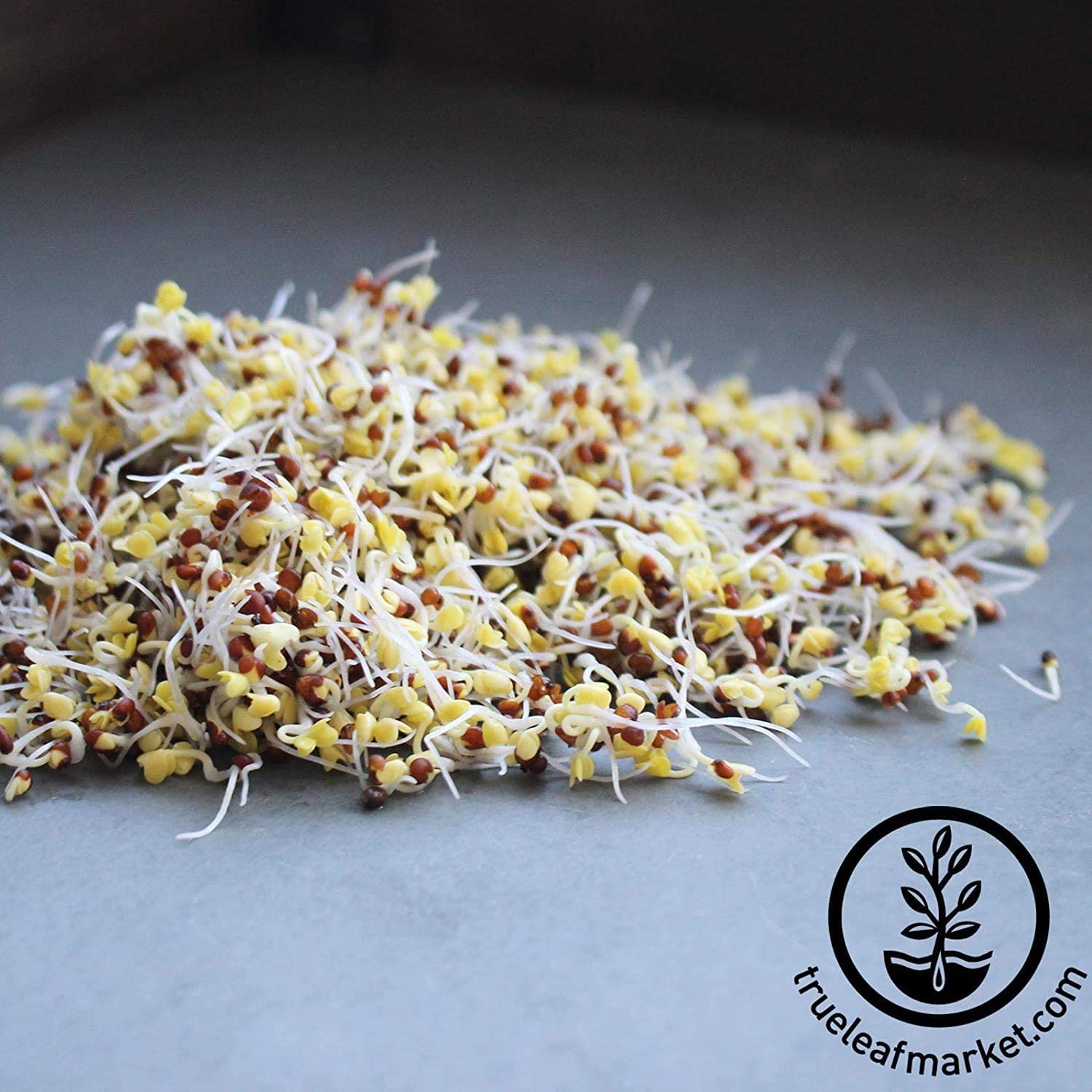 Close-up of Handy Pantry Organic Broccoli Sprouts Seed seeds
