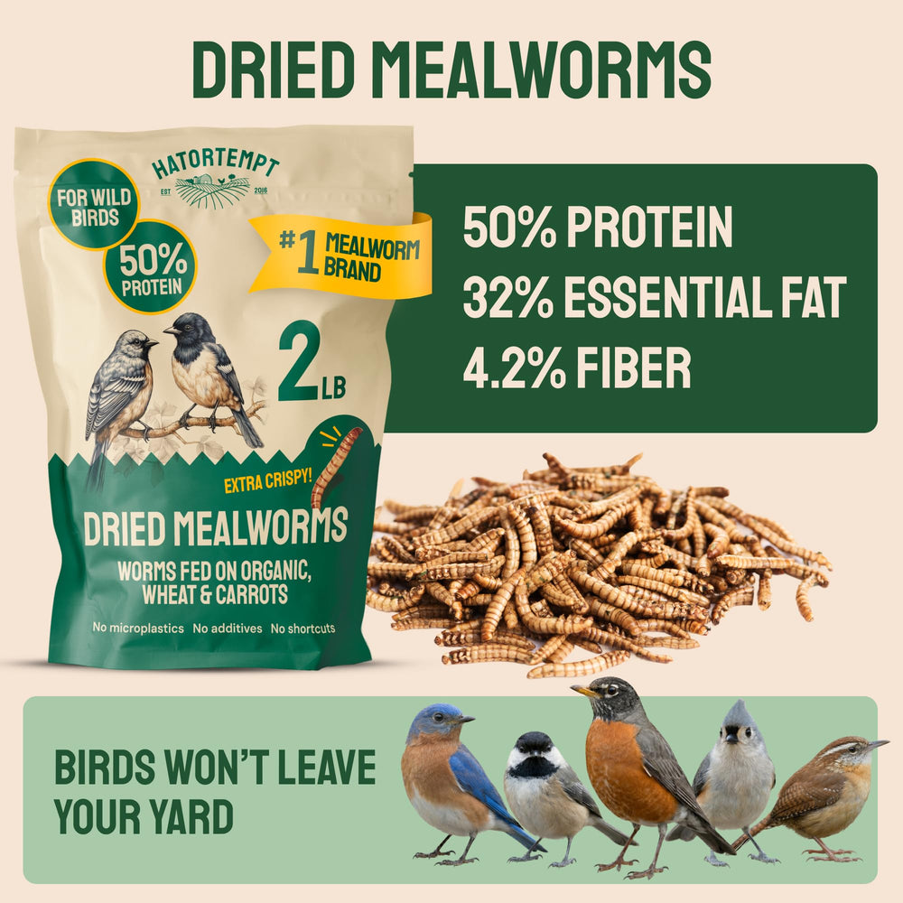 Close-up of Hatortempt dried mealworms showing their crispy texture