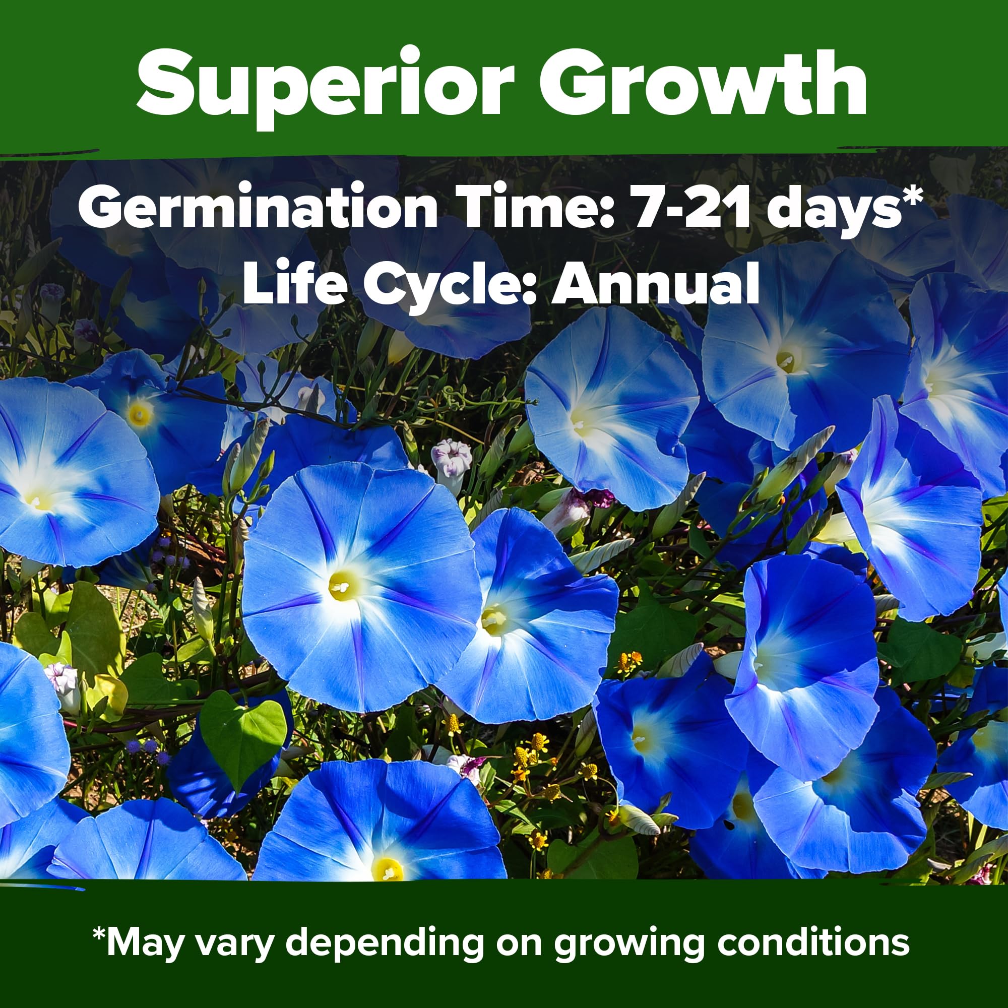 Close-up of Heavenly Blue Morning Glory seeds