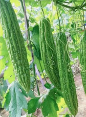 Close-up of individual BULBORIUM Bitter Melon seeds