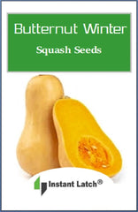 Close-up of Instant Latch Butternut Squash Seeds showing seed details