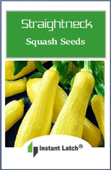 Close-up of Instant Latch Straightneck Squash Seeds with soil