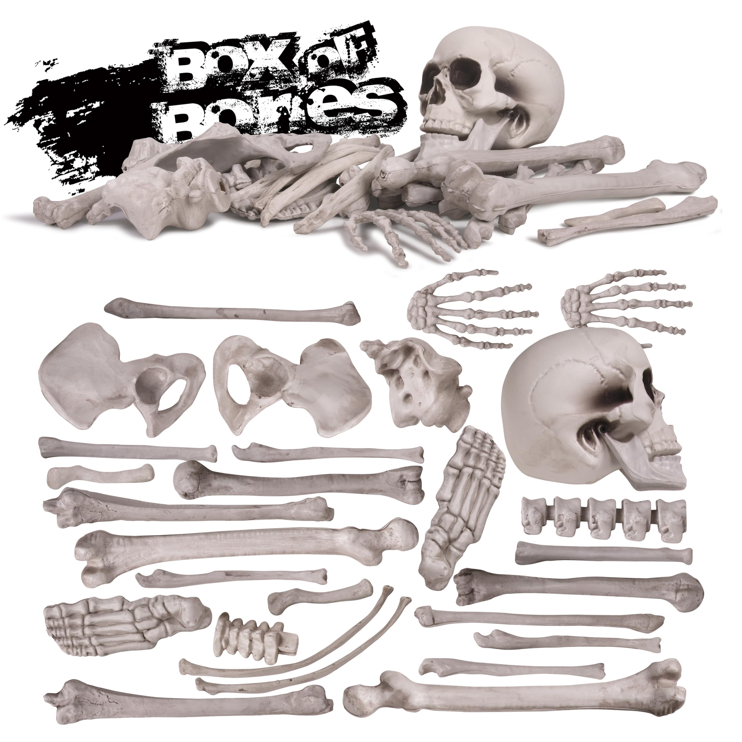Close-up of Kangaroo plastic skeleton bones