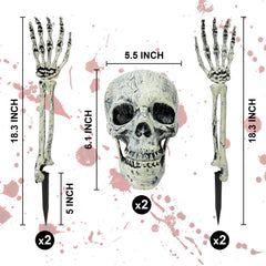 Close-up of Kannove skeleton skull with posable jaw