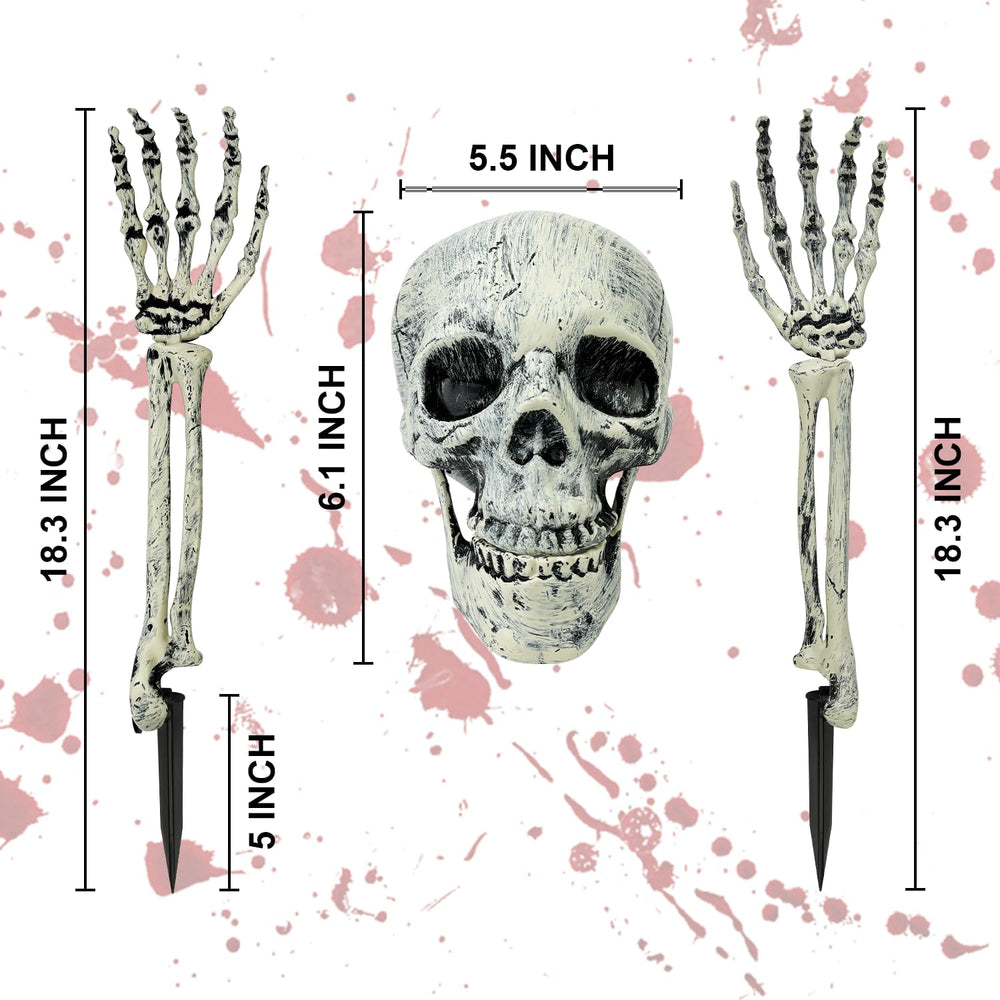 Close-up of Kannove skeleton skull with posable jaw