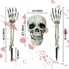 Close-up of Kannove skeleton skull with posable jaw