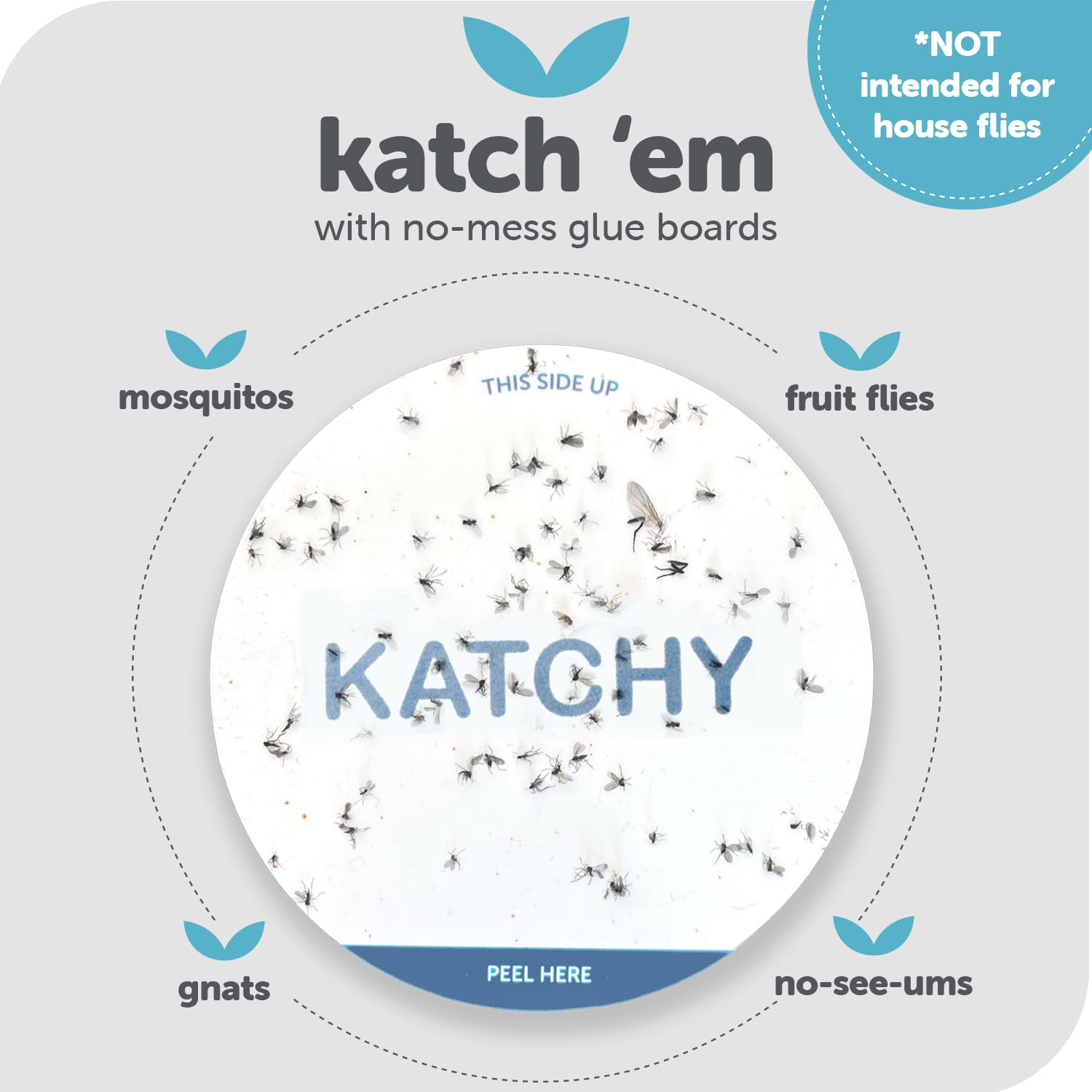 Close-up of KATCHY glue board showing adhesive surface