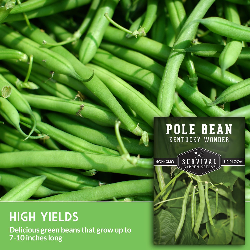 Close-up of Kentucky Wonder pole beans on a trellis