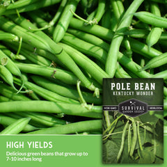Close-up of Kentucky Wonder pole beans on a trellis