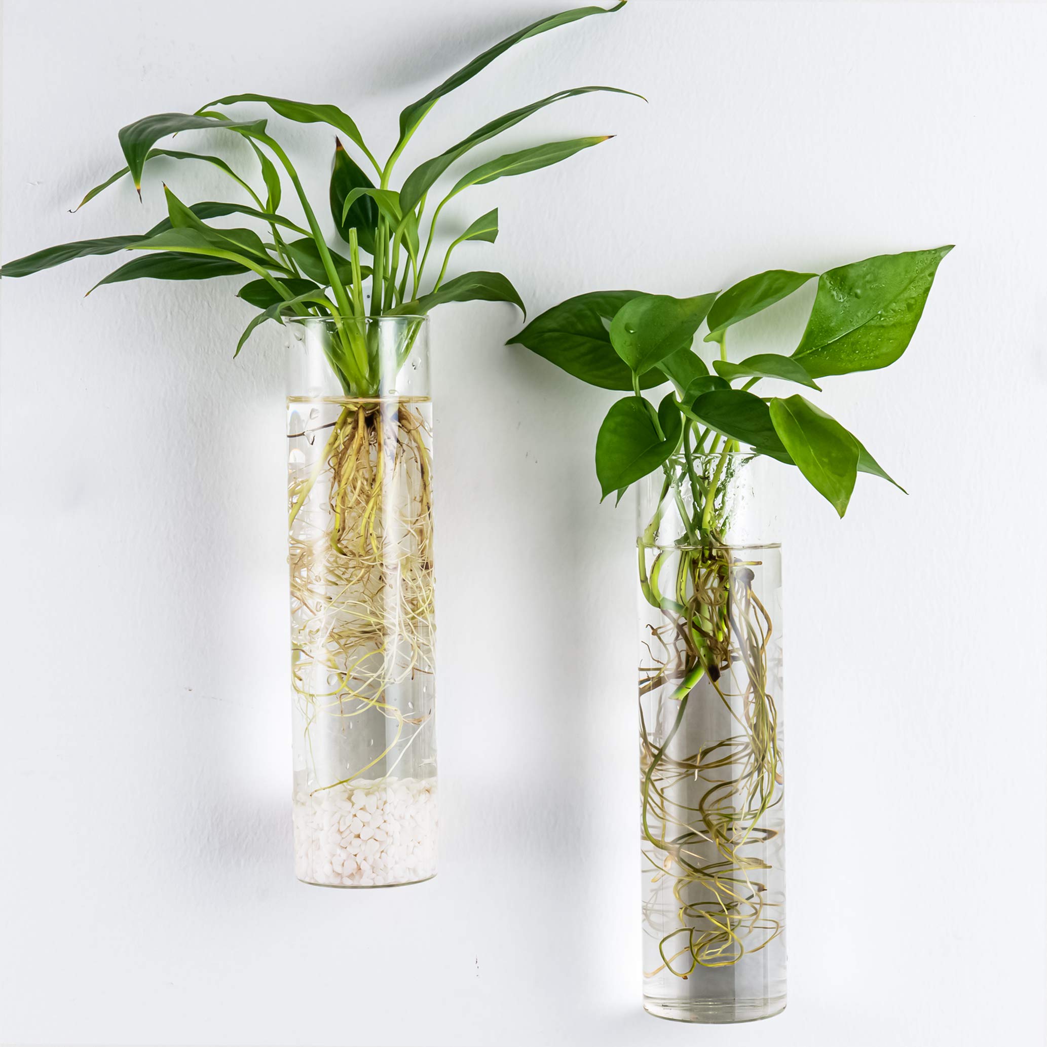 Close-up of Kingbuy glass tubes for hydroponic plants