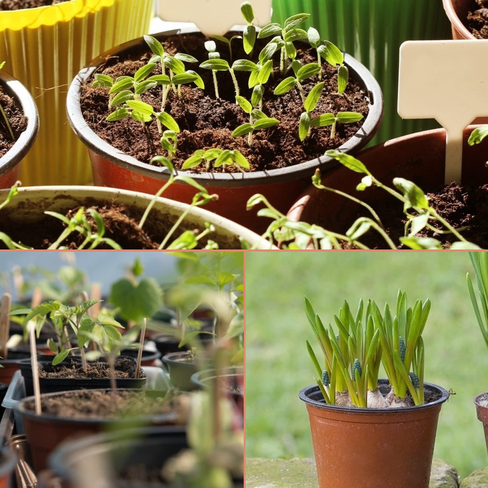 Close-up of KINGLAKE 4-inch nursery pot with soil