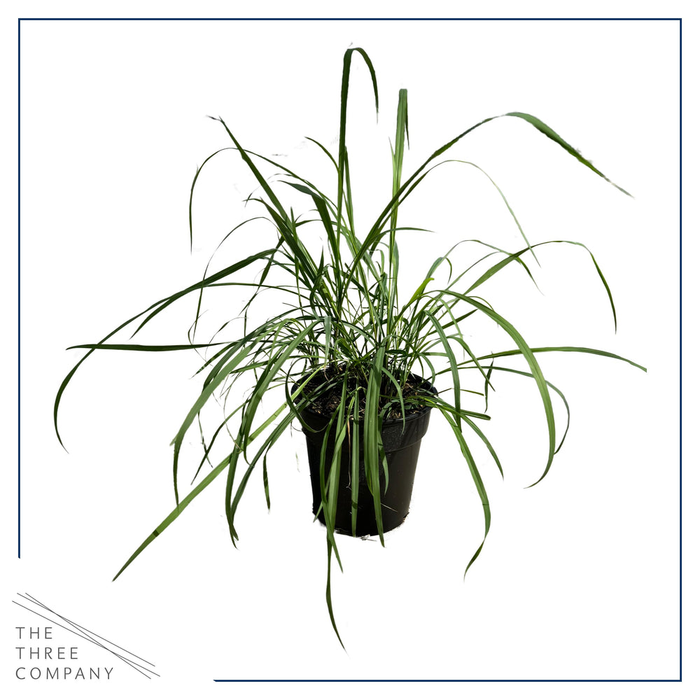 Close-up of Lemongrass in 1.5 Qt pot