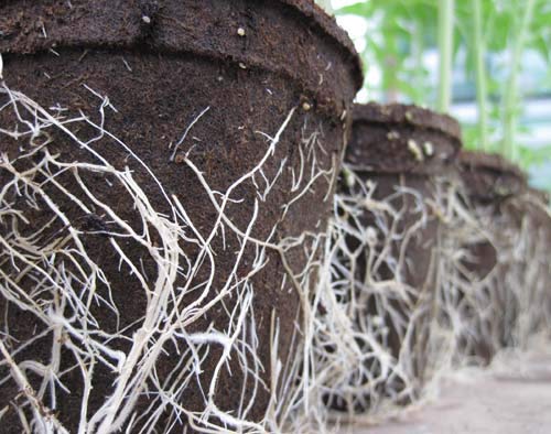 Close-up of Liquid Fence CowPots showing texture