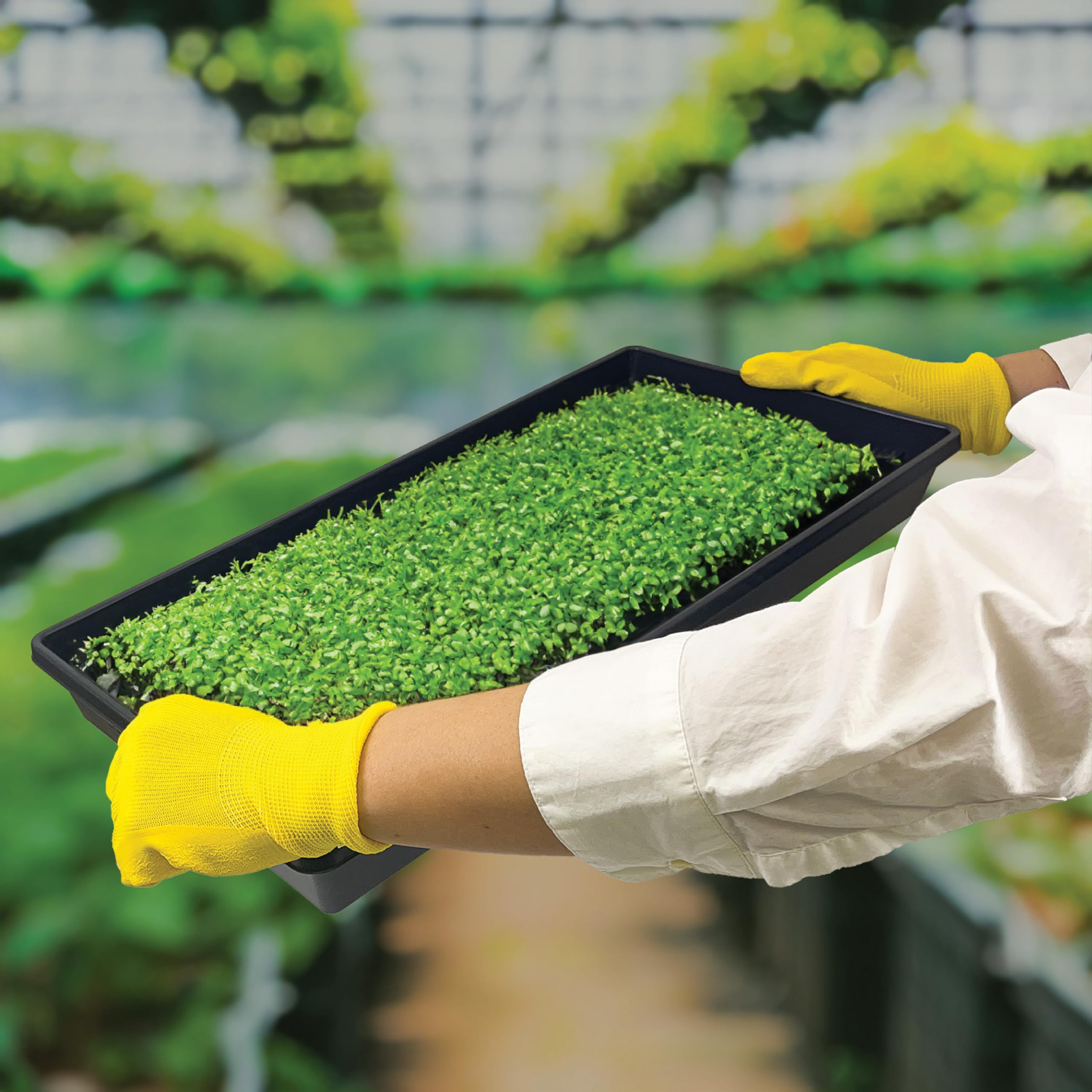 Close-up of Living Whole Foods tray with hydroponic pad