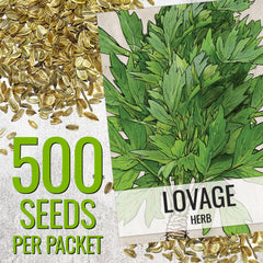 Close-up of Lovage seeds from Seed Needs packet