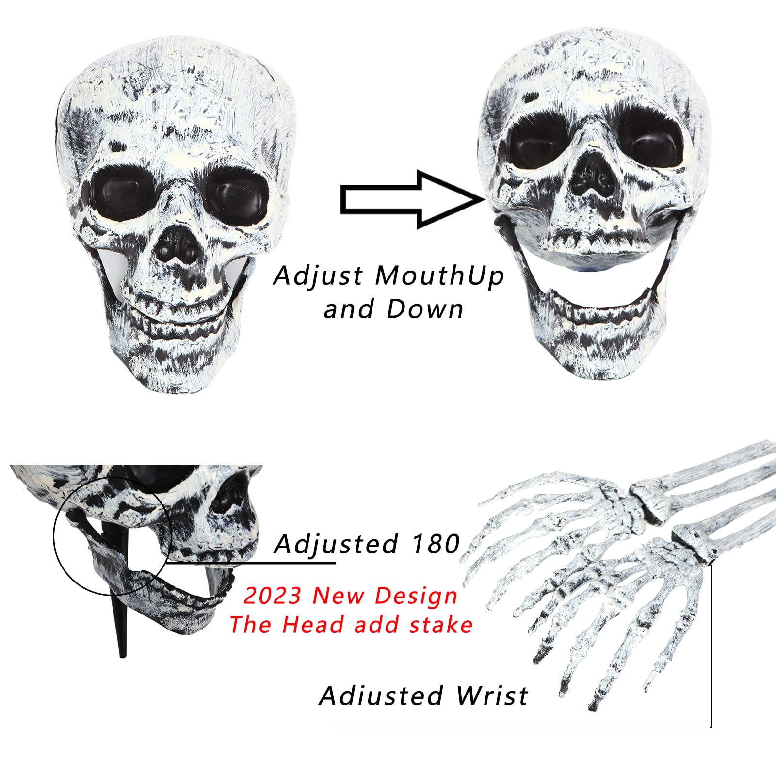 Close-up of LOYIN skull with adjustable jaw