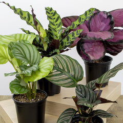 Close-up of Makoyana variety Calathea plant