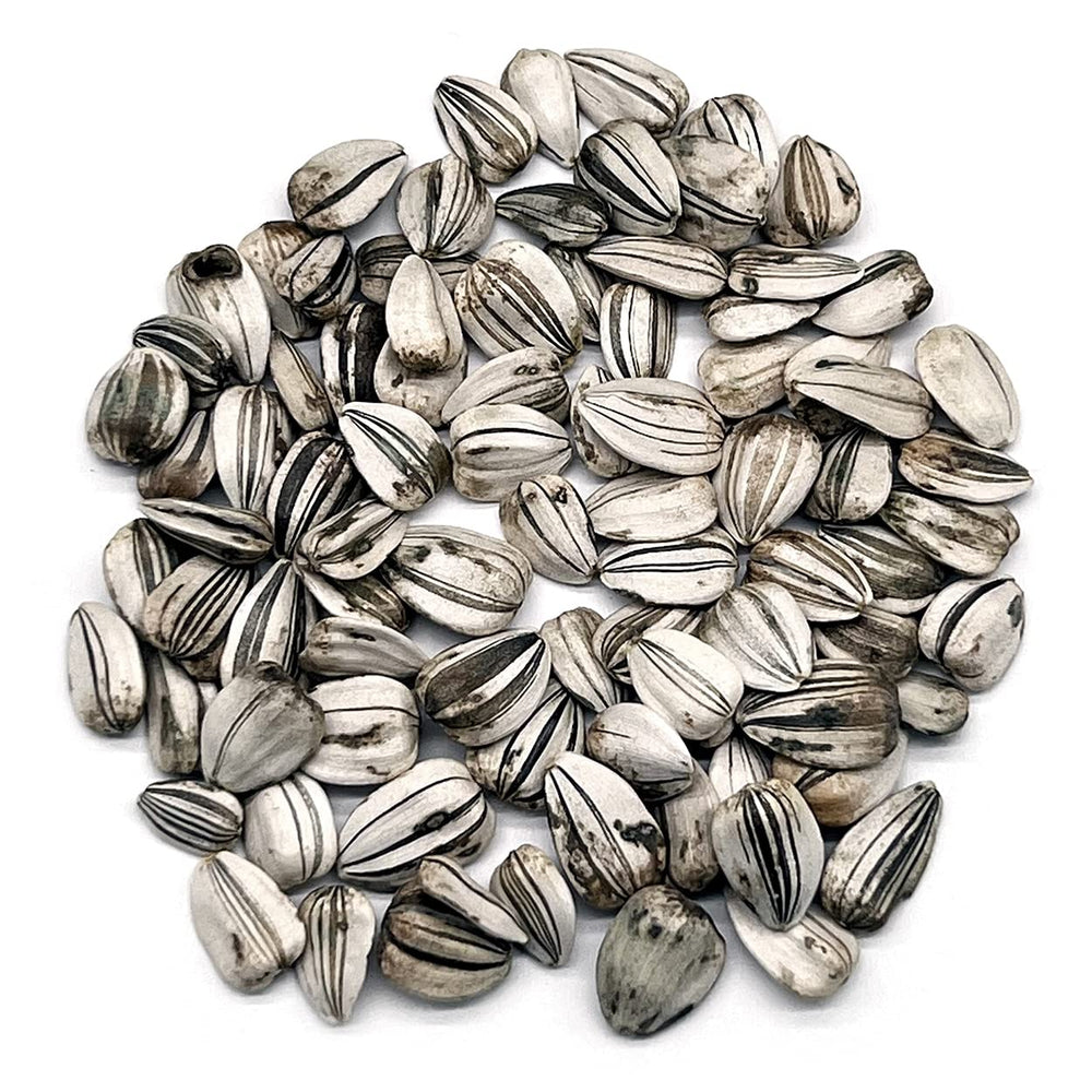 Close-up of Mammoth Sunflower seeds in a hand