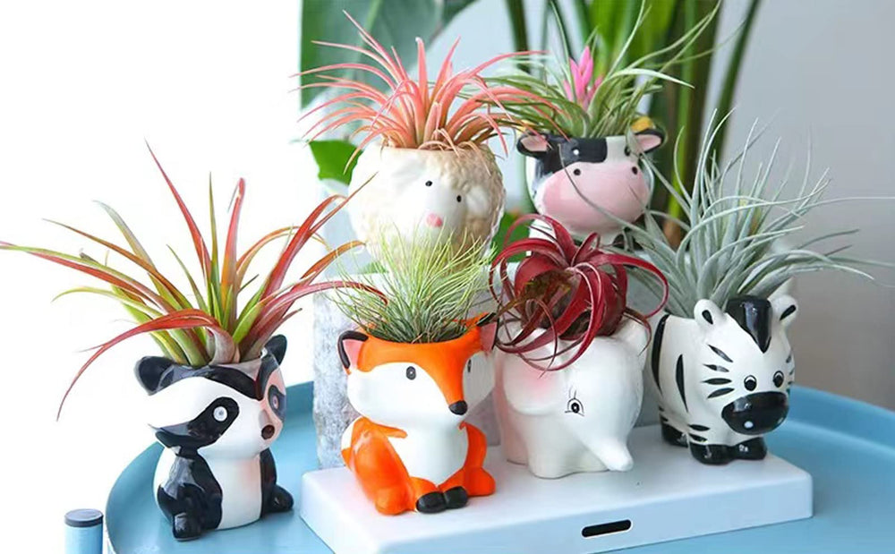 Close-up of Melphoe ceramic animal planter with air plant