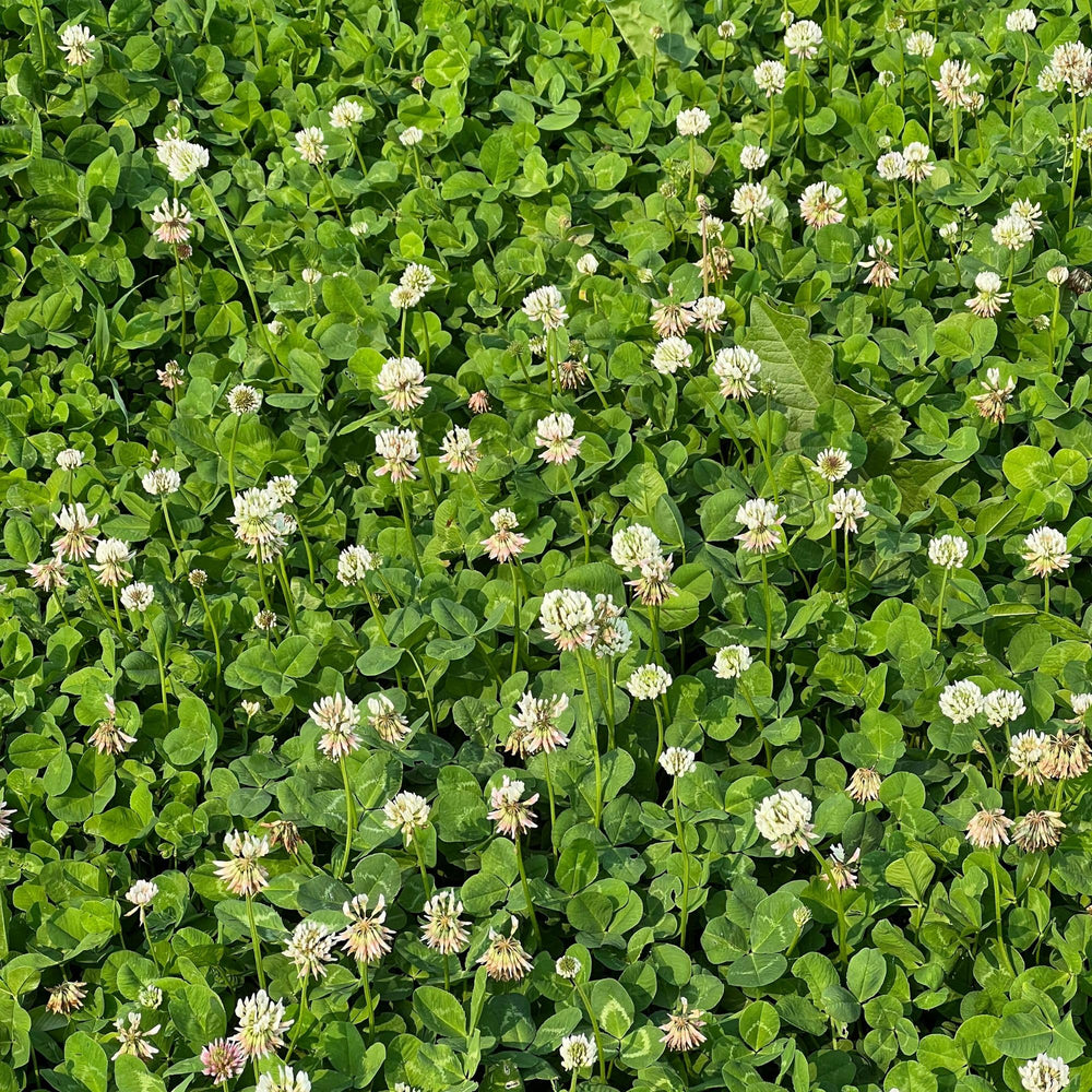Close-up of Micro Clover Seed showing tiny seeds