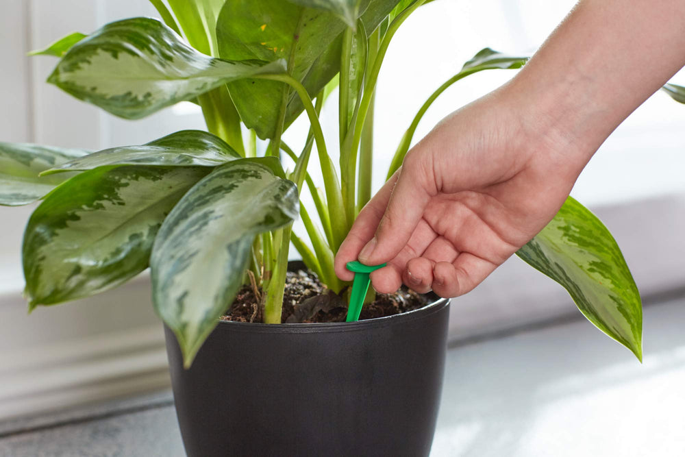 Close-up of Miracle-Gro Indoor Plant Food Spike showing details