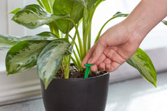 Close-up of Miracle-Gro Indoor Plant Food Spike showing details