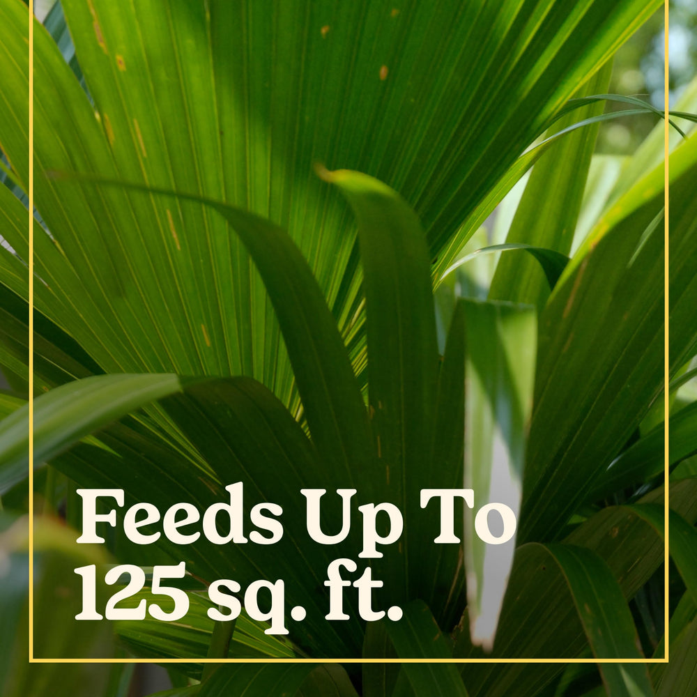 Close-up of Miracle-Gro Shake 'N Feed Palm Plant Food powder