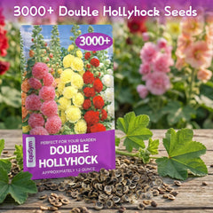 Close-up of mixed colour EquSym Double Hollyhock flower seeds