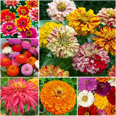 Close-up of mixed Crazy Zinnia flowers in various colours