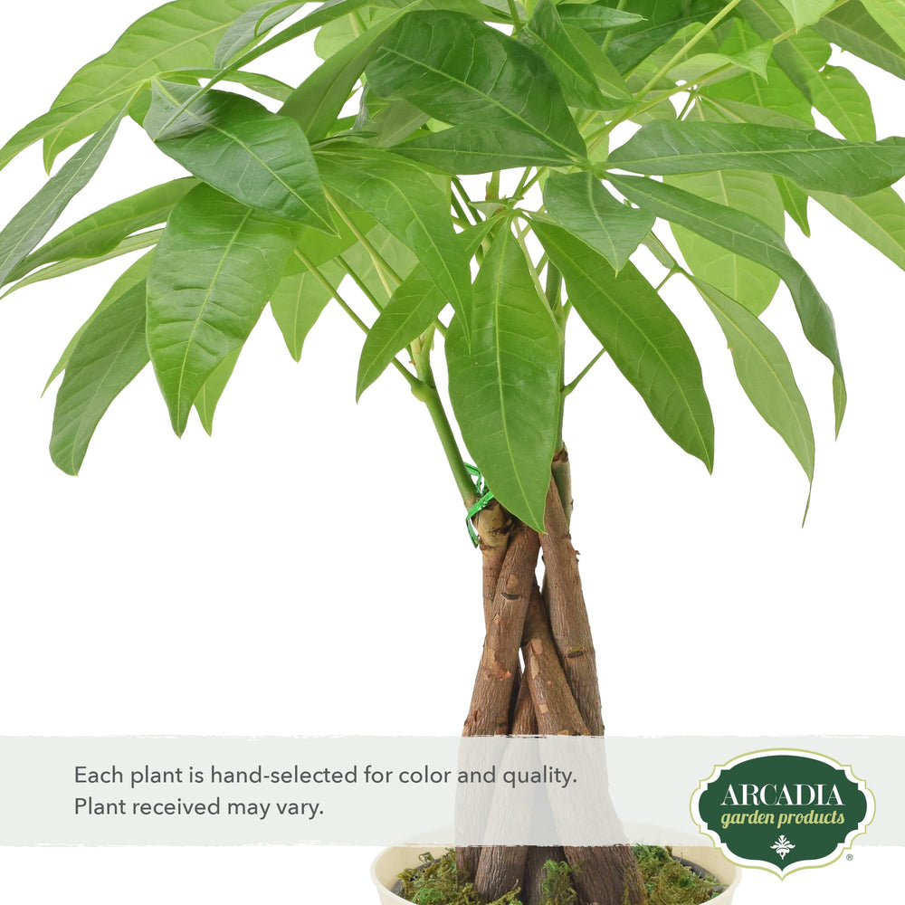 Close-up of Money Tree's braided trunk