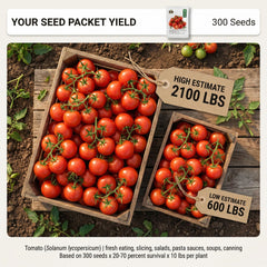 Close-up of Moneymaker Tomato seeds in packet