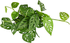 Close-up of Monstera Adansonii fenestrated leaves