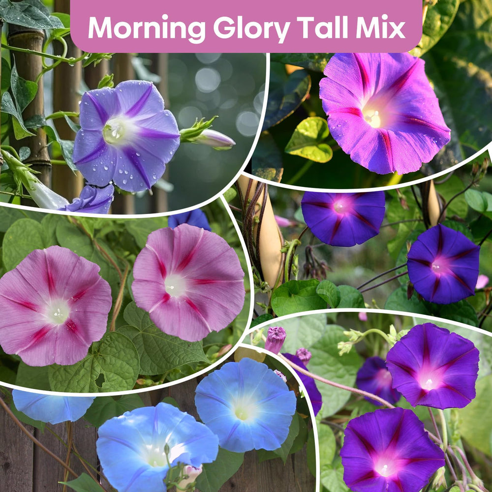Close-up of Morning Glory seeds in a hand for planting