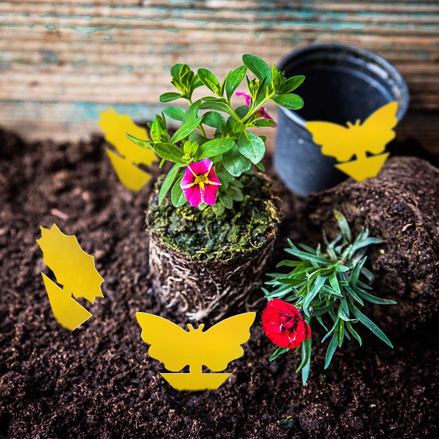 Close-up of Mosqueda yellow sticky trap for plants