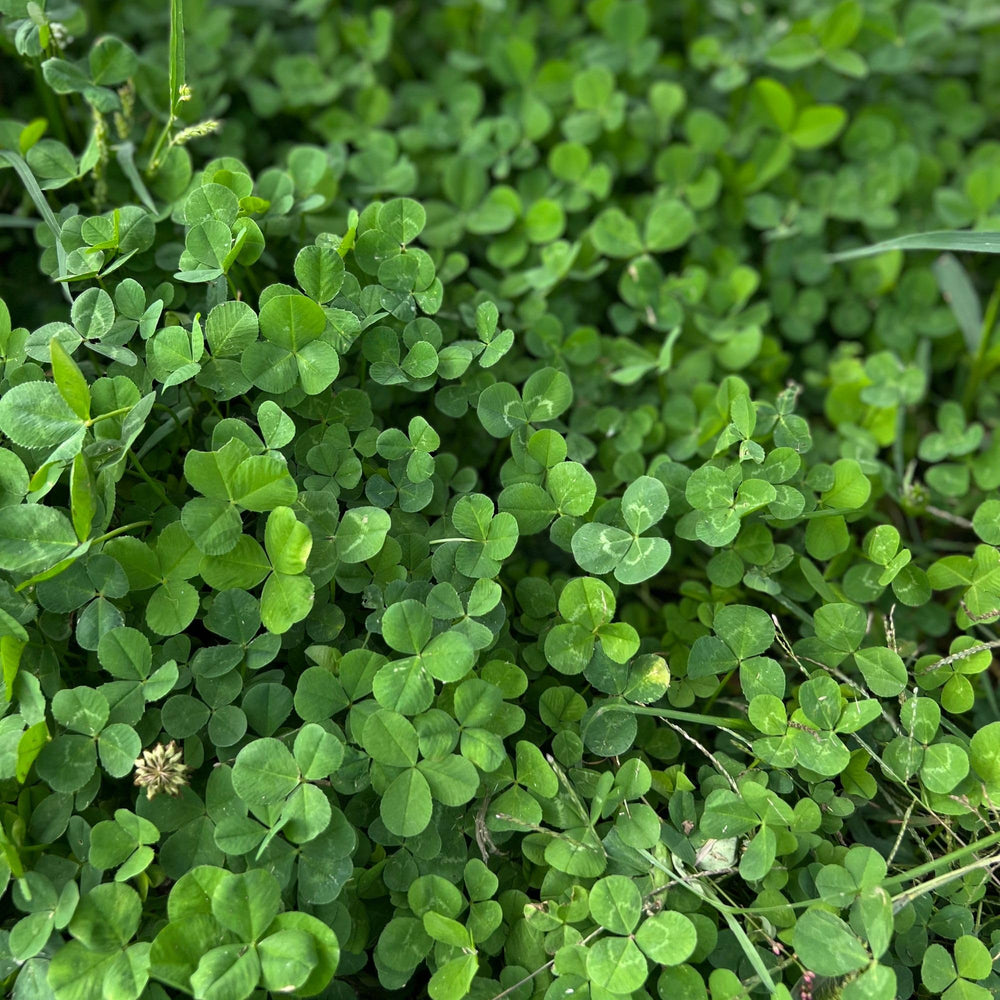 Close-up of Mountain Valley Micro Clover Seeds showing small size