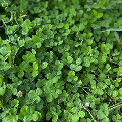 Close-up of Mountain Valley Micro Clover seeds showing their tiny size