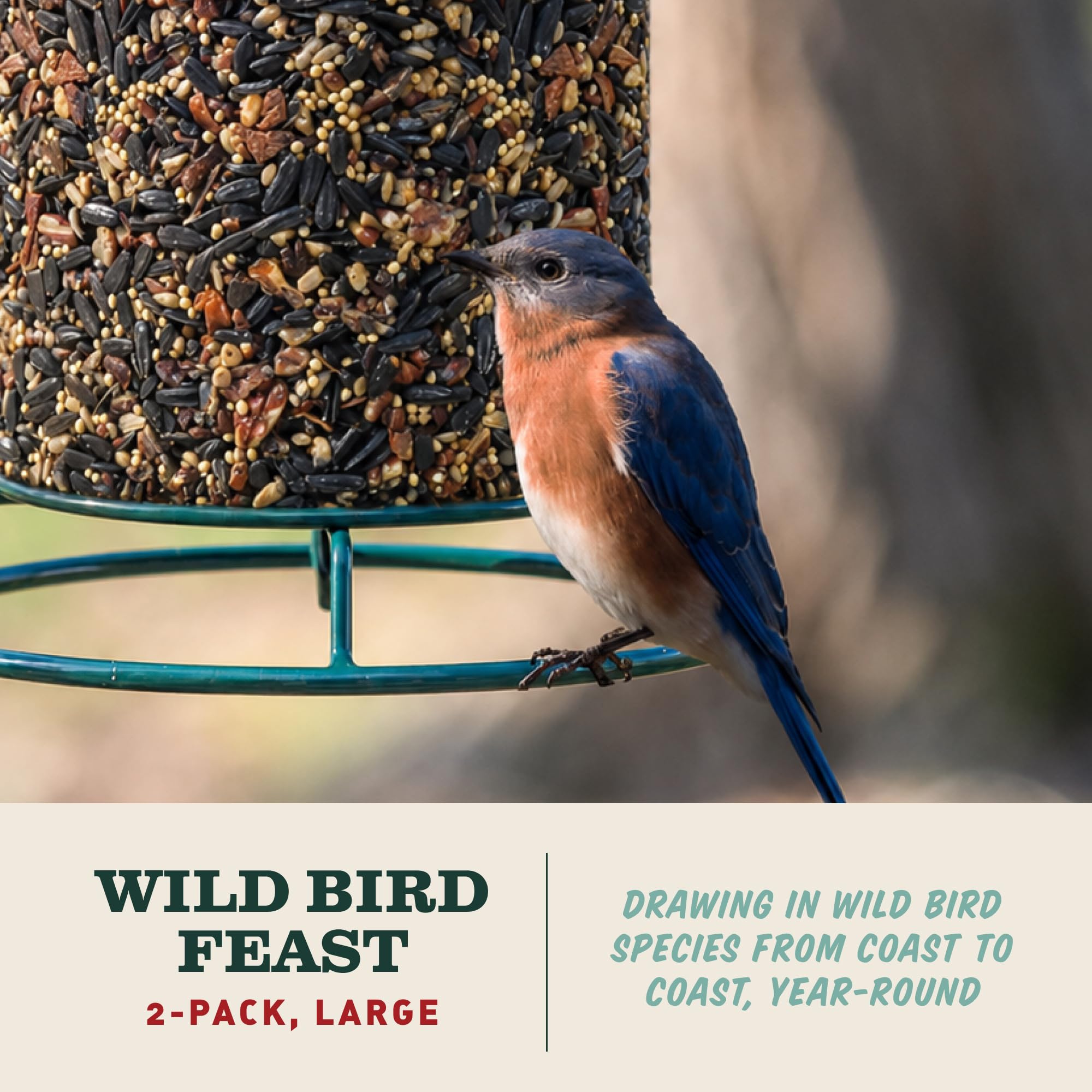 Close-up of Mr. Bird WildBird Feast Cylinder ingredients including pecans and sunflower hearts