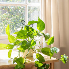 Close-up of Natrlart Metal Leaf Shape Garden Trellis leaf design