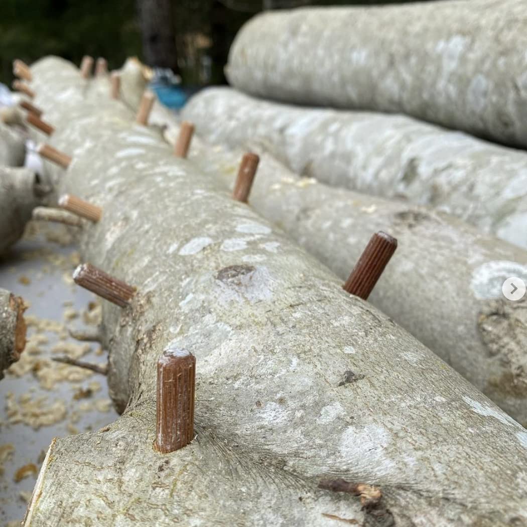 Close-up of North Spore Chestnut Mushroom Spawn Plugs
