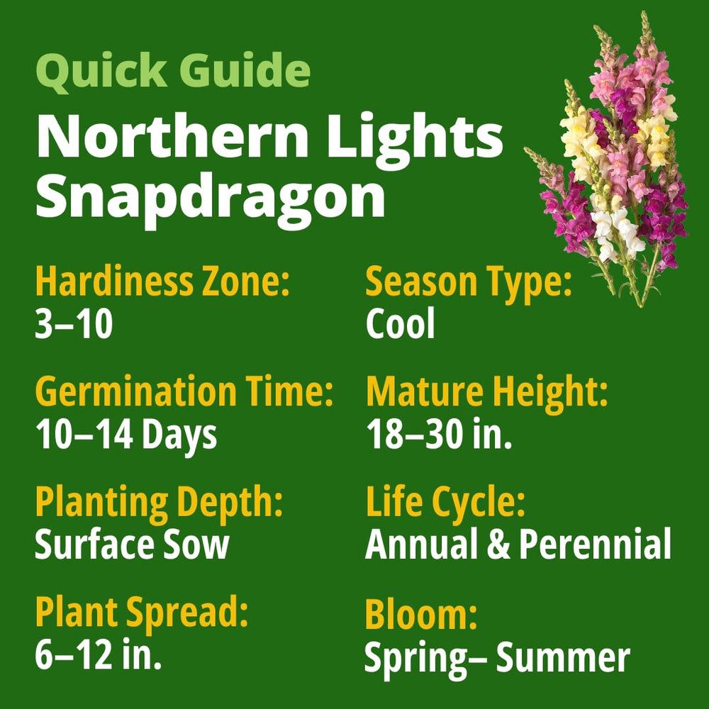 Close-up of Northern Lights Snapdragon flower in bloom