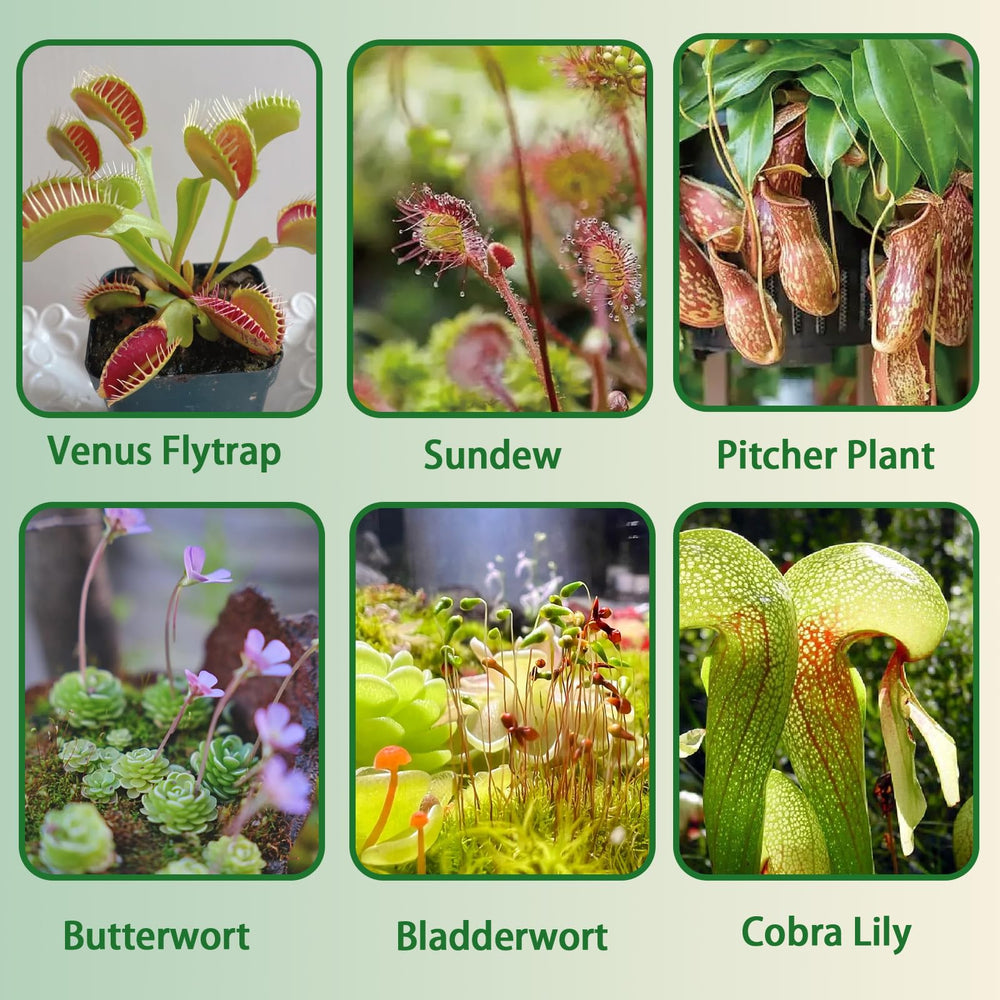 Close-up of Omitgoter Carnivorous Plant Soil Mix texture