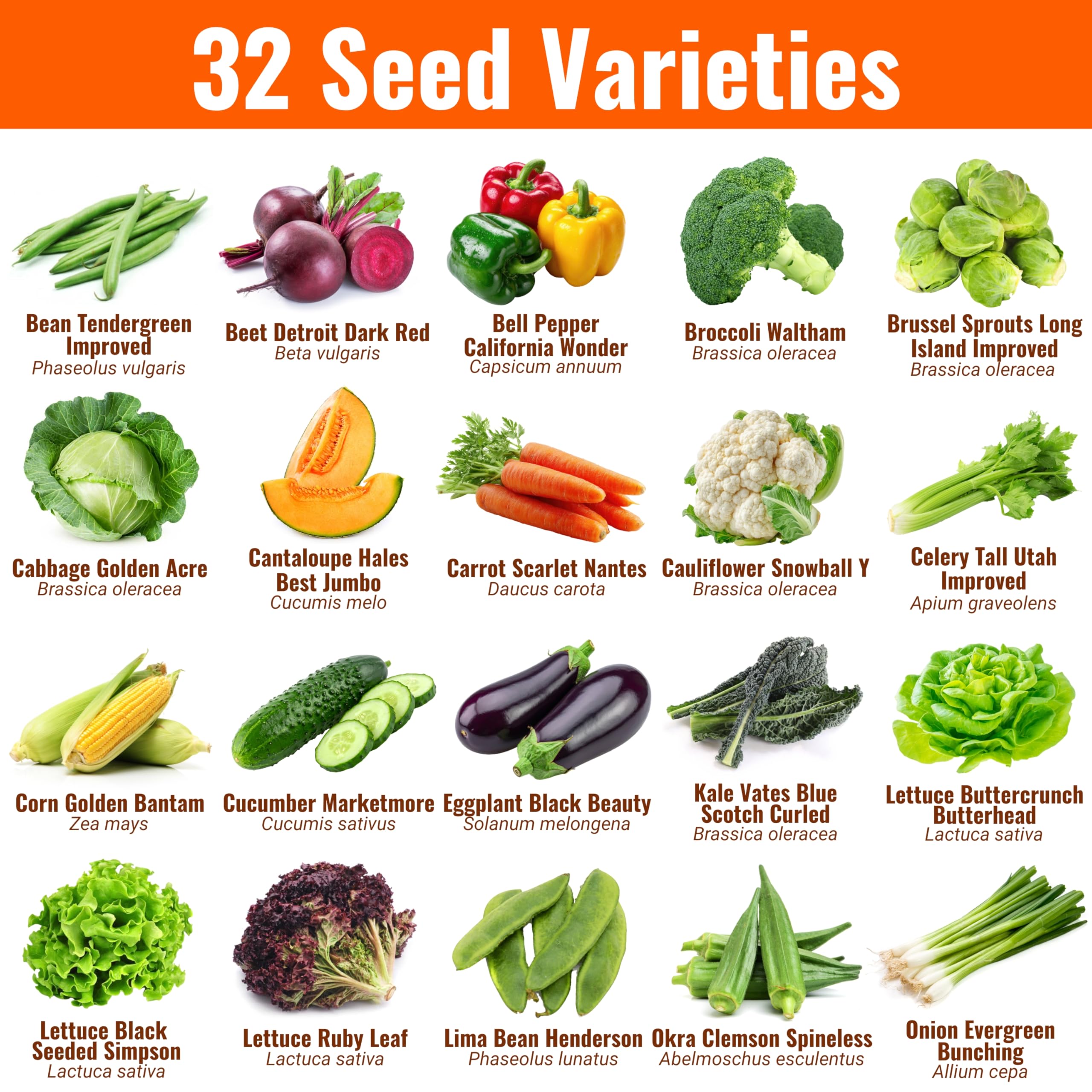 Close-up of Open Seed Vault heirloom seeds packets