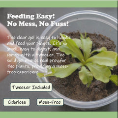 Close-up of Orchid Gene Venus Flytrap Food solid gel texture