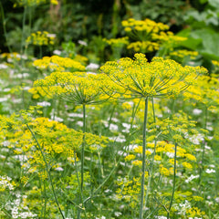 Close-up of organic dill seeds inside packet