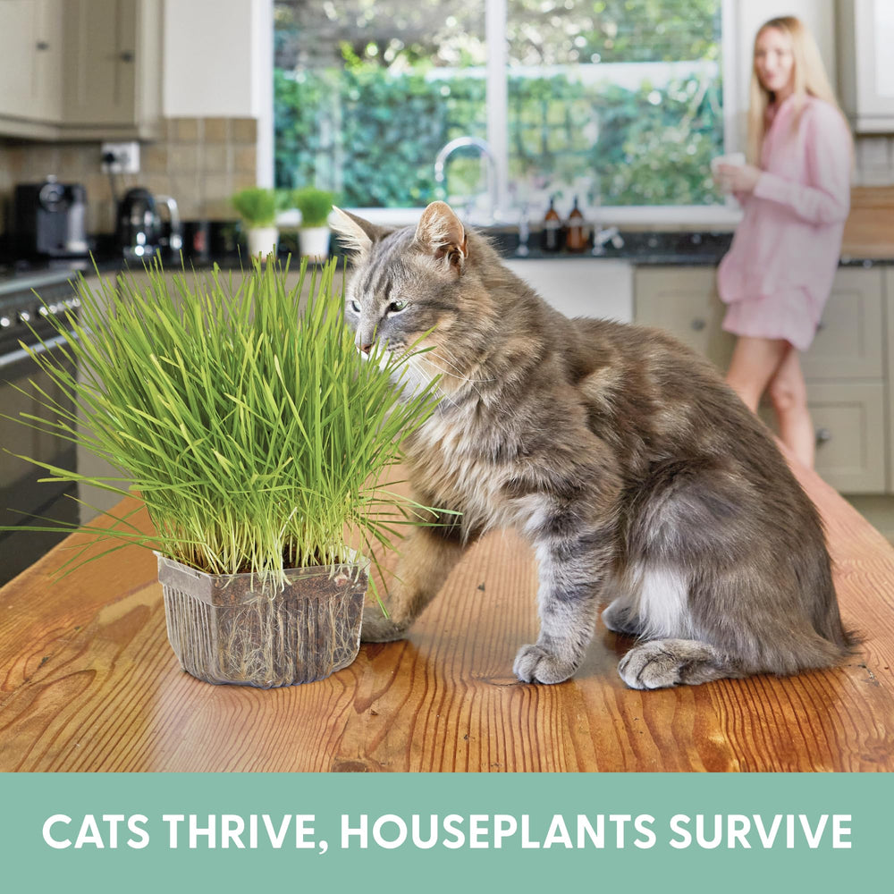 Close-up of organic seeds in The Cat Ladies Cat Grass Growing Kit