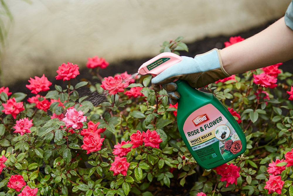 Close-up of Ortho Rose and Flower Insect Killer nozzle