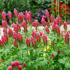 Close-up of Outsidepride Crimson Clover Seeds