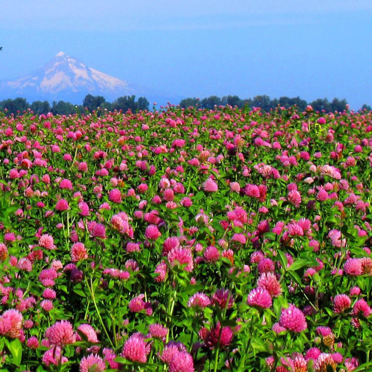 Close-up of Outsidepride red clover seeds