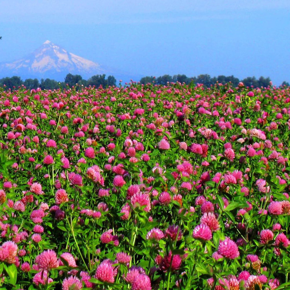 Close-up of Outsidepride red clover seeds